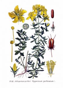 Paprastoji jonažolė — Hypericum perforatum L.
